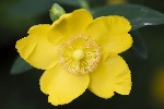 5dt38910 - Hypericum x hidcoteense
