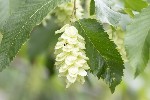 5dt38917 - Ostrya carpinifolia