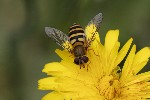5dt38925 - Syrphus vitripennis