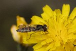 5dt38930 - Sphaerophoria scripta