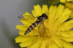 5dt38951 - Sphaerophoria scripta