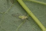 5dt38975 - Macrosiphum euphorbiae