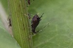 5dt38984 - Uroleucon sonchi