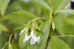 5dt38996 - Trachelospermum jasminoides