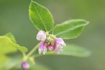 5dt39006 - Symphoricarpos albus