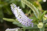 5dt39027 - Veronica salicifolia