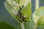 5dt39032 - Aphis hederae