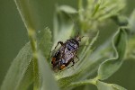 5dt39039 - Deraeocoris flavilinea