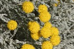 5dt39056 - Santolina chamaecyparissus