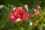 5dt39083 - Campsis grandiflora