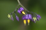 5dt39098 - Solanum dulcamara