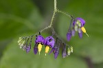 5dt39101 - Solanum dulcamara