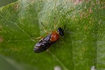 5dt39107 - Sterictiphora angelicae