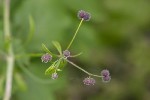 5dt39130 - Galium aparine