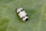 5dt39171 - Campopleginae