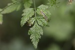 5dt39212 - Phytomyza chaerophylli