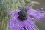 5dt39219 - Larinus turbinatus