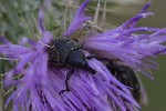 5dt39231 - Larinus turbinatus