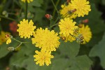 5dt39255 - Crepis capillaris