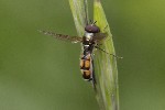 5dt39261 - Melanostoma mellinum
