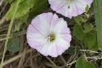 5dt39267 - Convolvulus arvensis