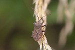 5dt39275 - Coreus marginatus