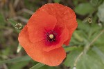 5dt39285 - Papaver dubium