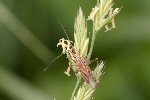 5dt39294 - Miridius quadrivirgatus