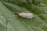 5dt39309 - Chironomini