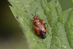 5dt39348 - Deraeocoris ruber