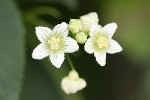 5dt39361 - Bryonia cretica