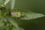 5dt39383 - Closterotomus norwegicus