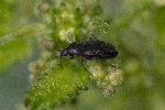 5dt39410 - Plagiognathus arbustorum