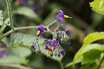 5dt39421 - Solanum dulcamara