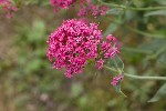 5dt39447 - Centranthus ruber