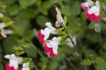 5dt39452 - Salvia microphylla