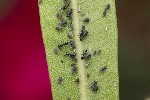 5dt39456 - Aphis fabae