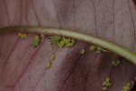 5dt39467 - Aphis pomi