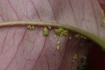 5dt39470 - Aphis pomi