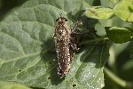 5dt39512 - Dysmachus sp.
