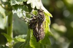 5dt39526 - Dysmachus sp.