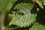5dt39530 - Aproceros leucopoda