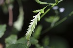 5dt39575 - Phytomyza chaerophylli