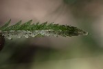 5dt39579 - Phytomyza chaerophylli