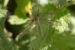 5dt39610 - Tipula (Tipula) oleracea