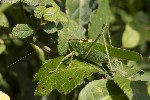5dt39633 - Tettigonia viridissima