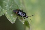 5dt39667 - Deraeocoris ruber