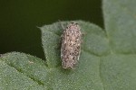 5dt39689 - Euscelidius sp.