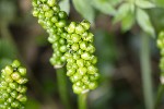 5dt39694 - Arum maculatum