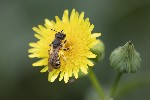 5dt39736 - Halictus scabiosae